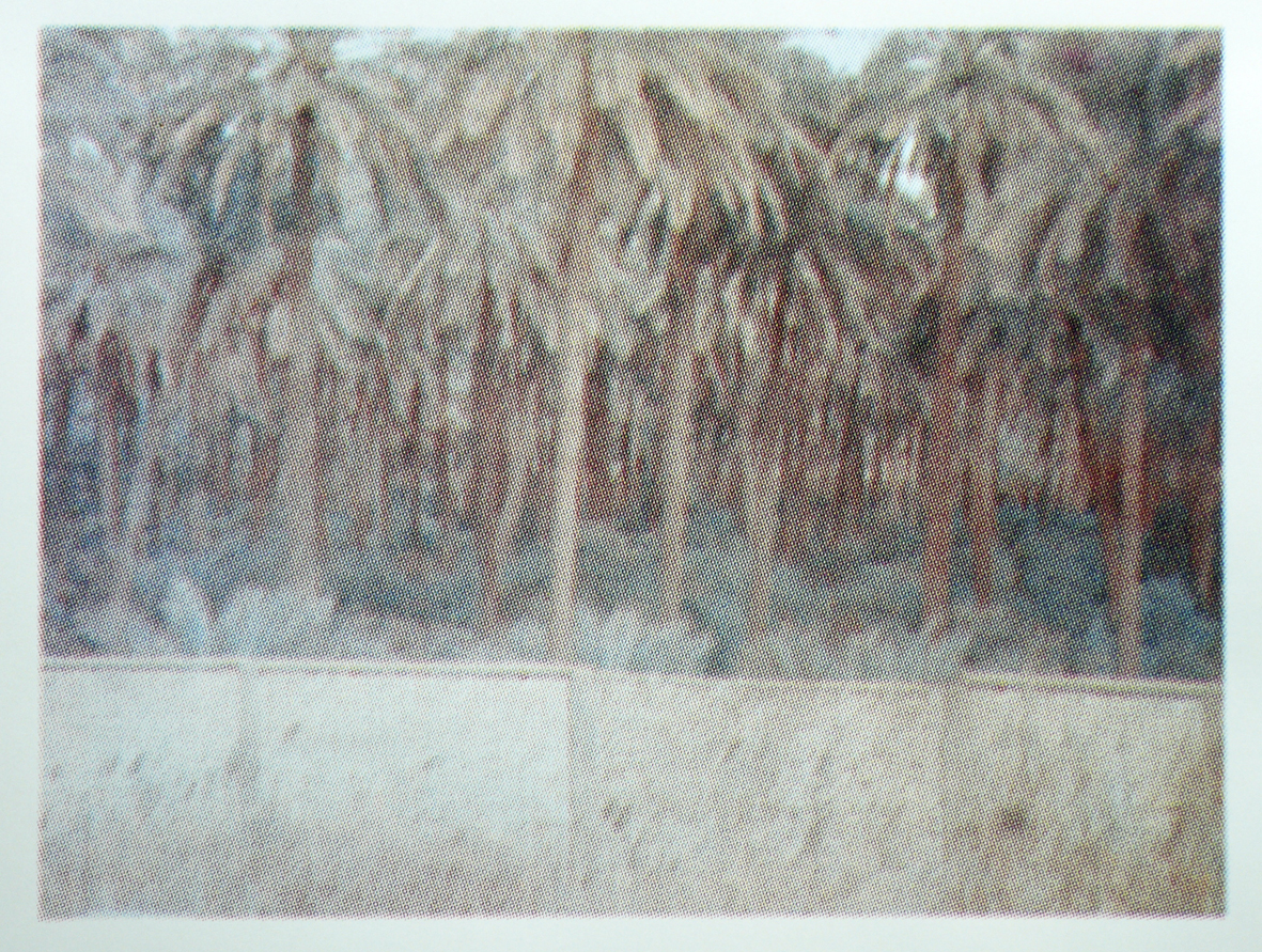 Palm Trees of Iraq